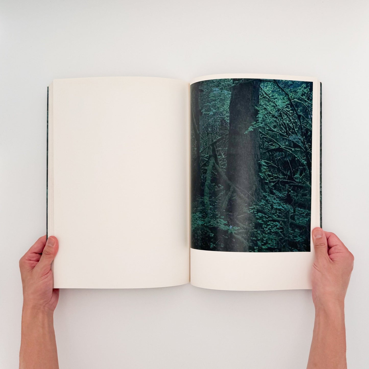 上田義彦 クウィノルト Quinault - 京都書院 - 文福